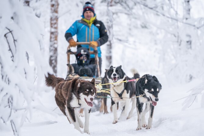 Small-Group Wilderness Husky Sledding 2h Away From Tromsø - Itinerary