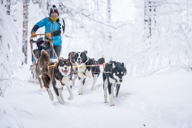 Small-Group Wilderness Husky Sledding 2h Away From Tromsø - Inclusions