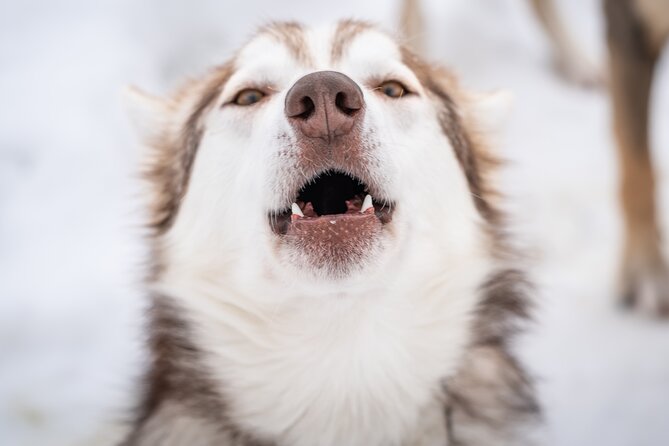 Small-Group Wilderness Husky Sledding 2h Away From Tromsø - Meeting and Pickup