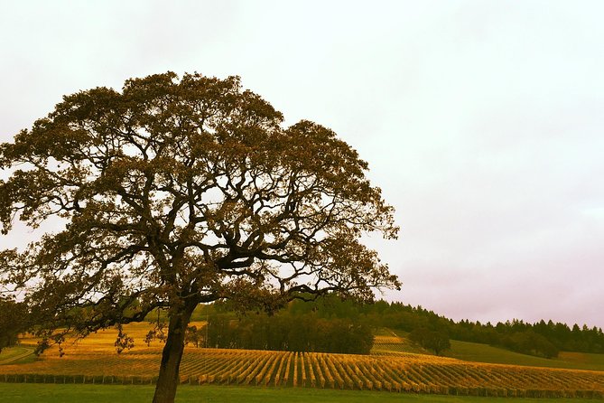 Small Group: Willamette Valley Wine Tour From Portland (Tasting Fees Included) - Tour Experience