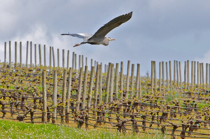 Small Group: Willamette Valley Wine Tour From Portland (Tasting Fees Included) - Traveler Reviews and Feedback