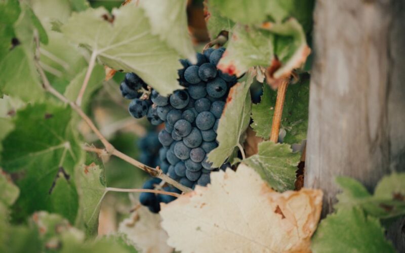 Small Group Wine Tour From Saint-Tropez - Highlights of the Tour