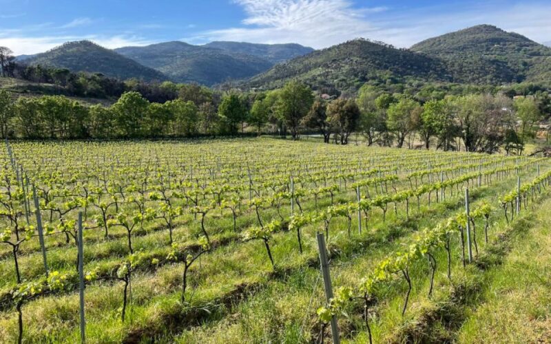 Small Group Wine Tour From Saint-Tropez - Wines Tasted