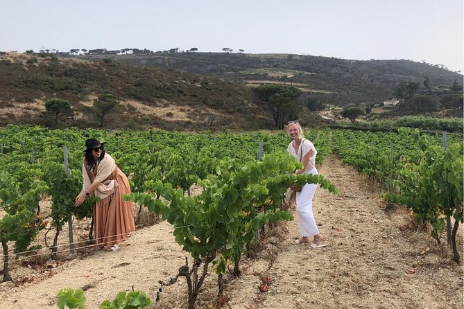 Small Group Wine Tour in the Vineyards of the Gulf of St-Tropez - Meeting Point and Pickup