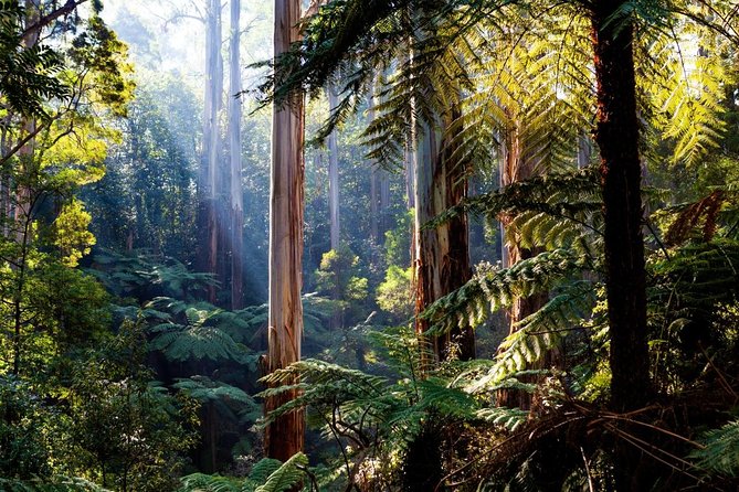Small Group - Yarra Valley & Dandenong Ranges Hike From Melbourne - Key Points