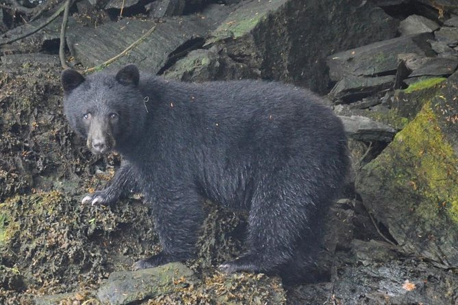 Small-Group Zodiac Wilderness Adventure From Ketchikan - Accessibility and Service Animals