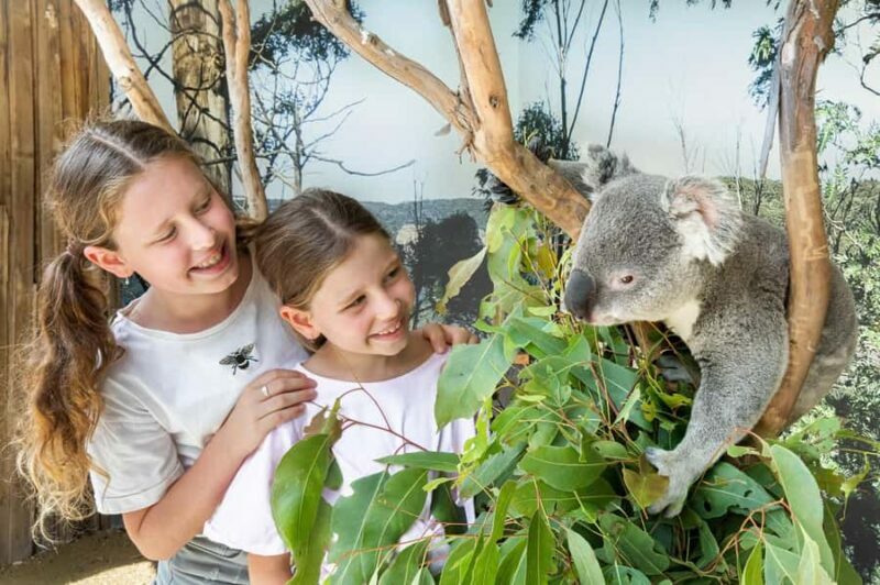Small Group: Zoo, Blue Mountains, Scenic World Mandarin Tour - Key Points