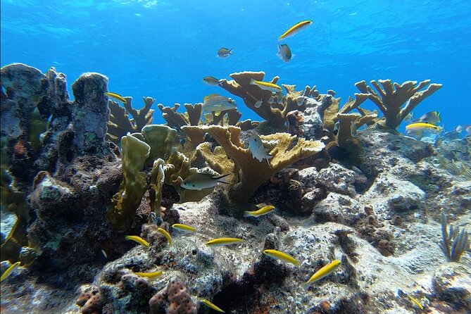 Small - Guided Shallow 2 Tank Dive Experience in Key Largo ALL GEAR INCLUDED - Marine Life Encounters