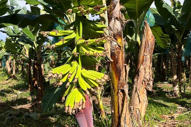 Small Train Tour of a Banana Farm in Martinique - About Your Stay