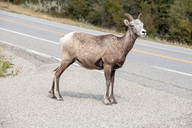 Smartphone Audio Driving Tour Between Banff and Calgary - Reviews and Pricing