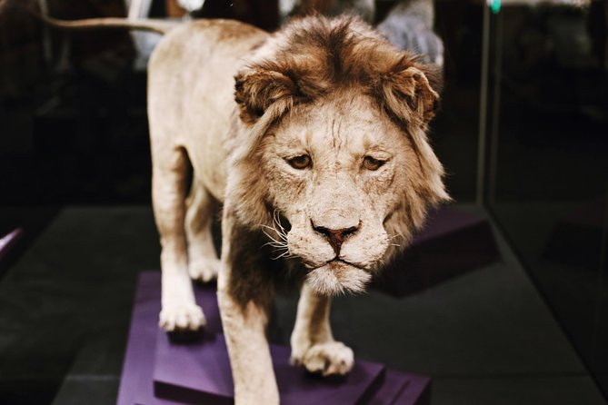 Smithsonian Museum of Natural History Guided Tour - Semi-Private 8ppl Max - Meeting Point and Transportation
