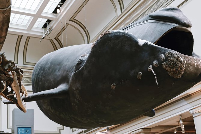 Smithsonian Museum of Natural History Guided Tour - Semi-Private 8ppl Max - Tour Group Size and Policies