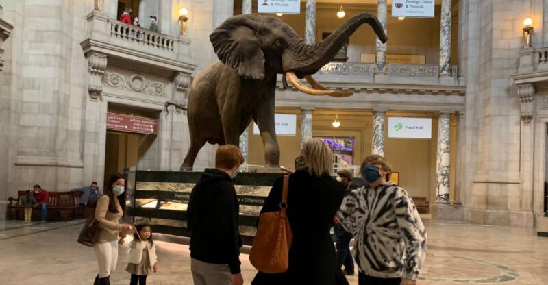 Smithsonian National Museum of Natural History Guided Tour - Tour Details
