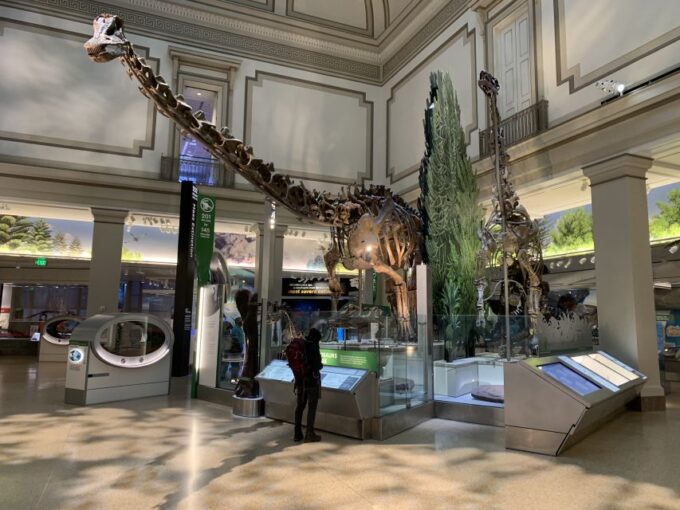Smithsonian National Museum of Natural History Guided Tour - Museum Highlights