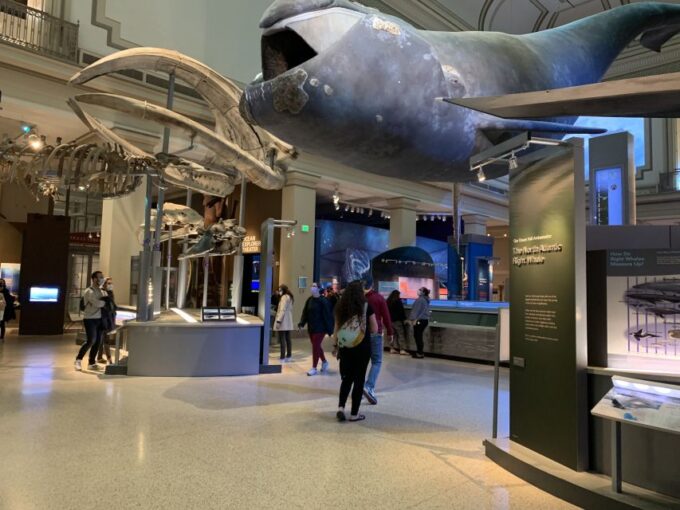 Smithsonian National Museum of Natural History Guided Tour - Meeting Point Information