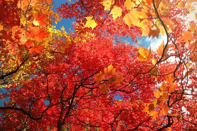 Smoky Mountain Guided Scenic High Van Tour - Itinerary and Experience