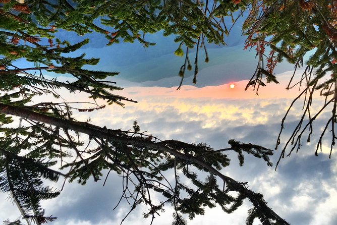 Smoky Mountain Guided Scenic High Van Tour - Learning From the Naturalist Guide
