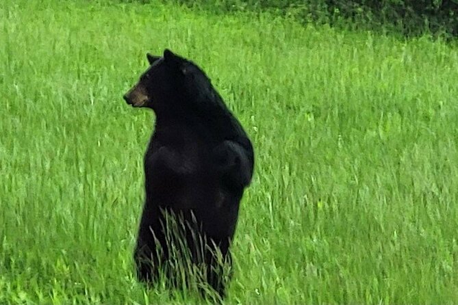 Smoky Mtn Cades Cove, RR/Logging Museum-Foothills Pky Spring Tour - Wildlife Sightings