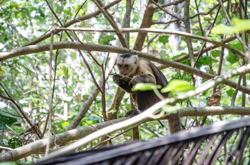 SMR TAYRONA NATIONAL PARK - Trek to Cabo San Juan - Key Points