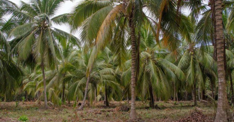 SMR TAYRONA NATIONAL PARK - Trek to Cabo San Juan - Experience Highlights