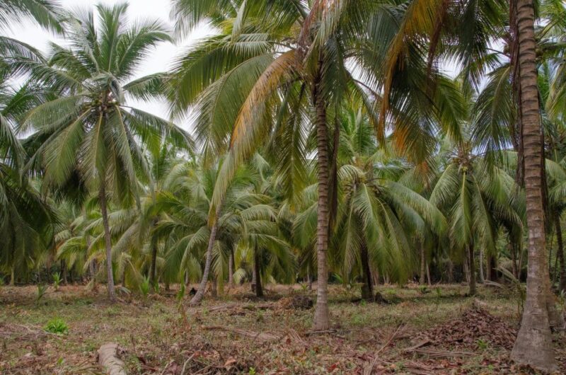 SMR TAYRONA NATIONAL PARK - Trek to Cabo San Juan - Getting There