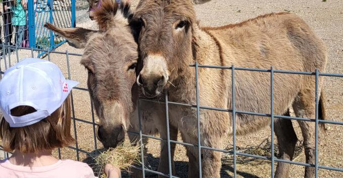 Šmrika (near Rijeka/Krk/Crikvenica) Donkey Farm Entry Ticket - Educational Experiences