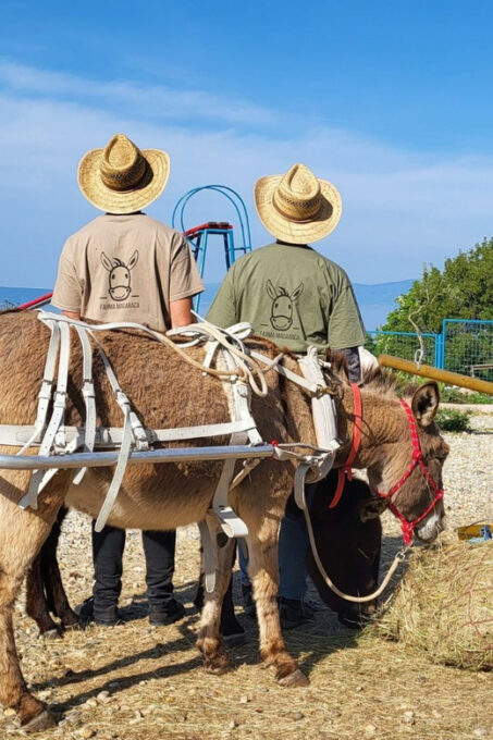 Šmrika (near Rijeka/Krk/Crikvenica) Donkey Farm Entry Ticket - Health Benefits of Donkey Milk