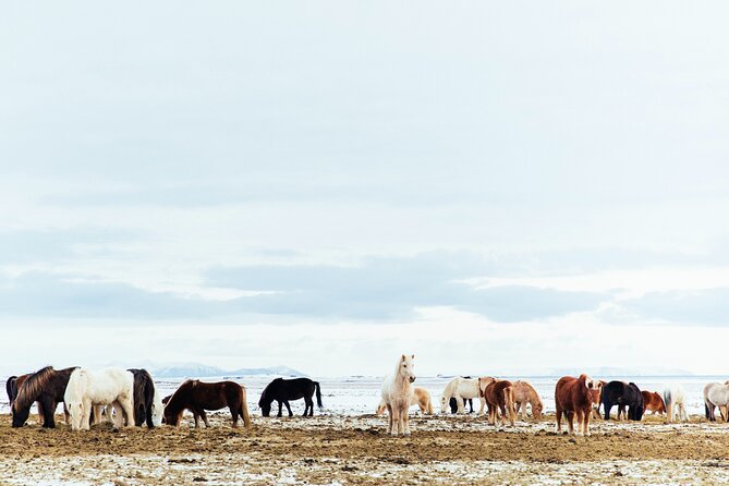 Snæfellsnes in Spanish With Lunch on a Farm Minibus - Transportation Comfort