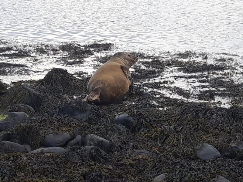 Snaefellsnes Peninsula Private Tour From Reykjavik - Experience Details