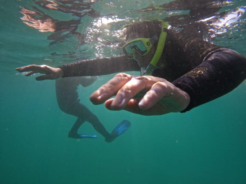 Snorkeing in Tenerife Sur: Discovering the Underwater World - Important Information and Restrictions
