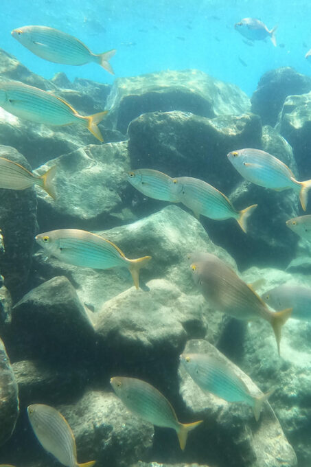 Snorkeing in Tenerife Sur: Discovering the Underwater World - Exploring the Marine Life