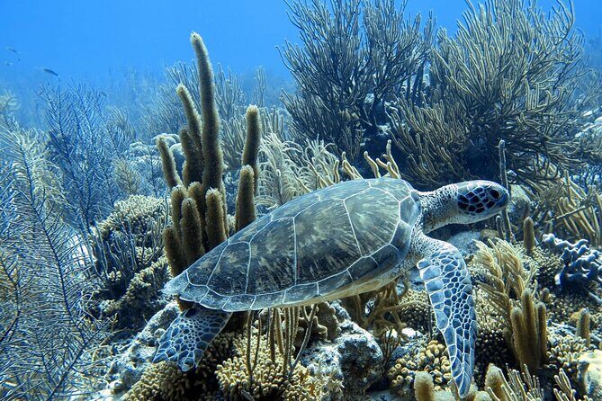 Snorkel Adventure at Bonaire Marine Park - Exploring the Snorkel Adventure at Bonaire Marine Park