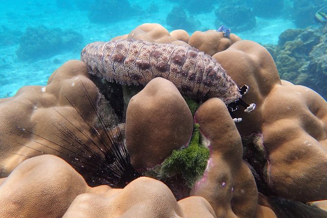 Snorkel Adventure Sea Tour to Koh Rok and Koh Haa From Koh Lanta - Snorkeling Amidst Marine Life