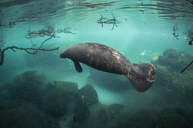 Snorkel Adventure Tour From Tulum - Small Group - All Inclusive - Meeting Details