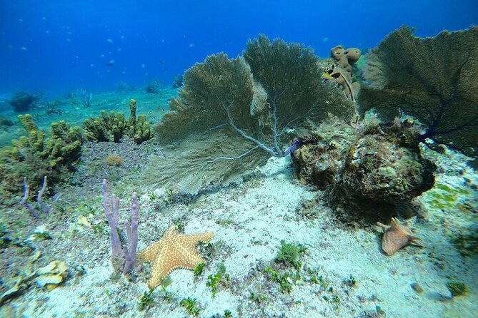 Snorkel Along the Coast, Explore Two Reefs by Chivis Del Mar - Included Amenities
