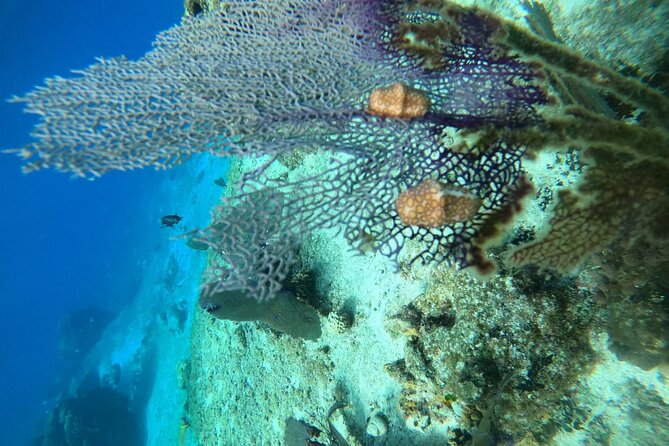 Snorkel Along the Coast, Explore Two Reefs by Chivis Del Mar - Personalized Attention and Safety