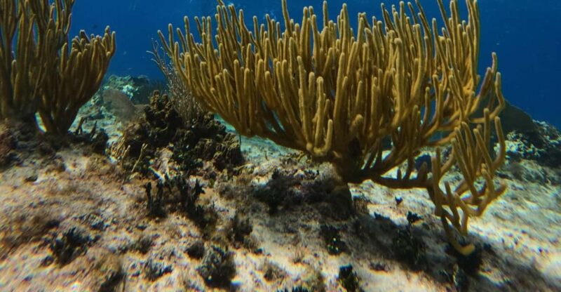 Snorkel Along the Coast With Chivis Del Mar. - Experience and Itinerary