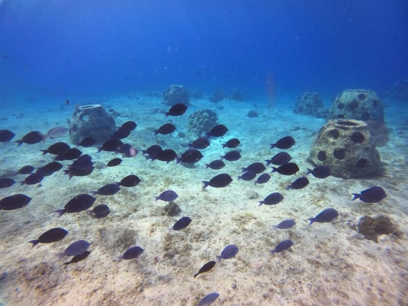 Snorkel Along the Coast With Chivis Del Mar. - Inclusions and Amenities