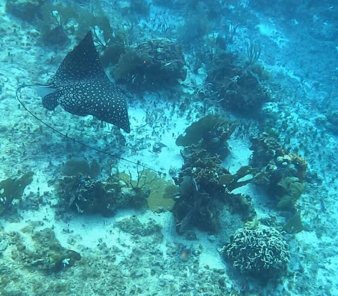 Snorkel Along the Coast With Chivis Del Mar. - Additional Information