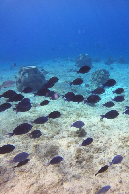 Snorkel Along the Coast With Chivis Del Mar. - Frequently Asked Questions