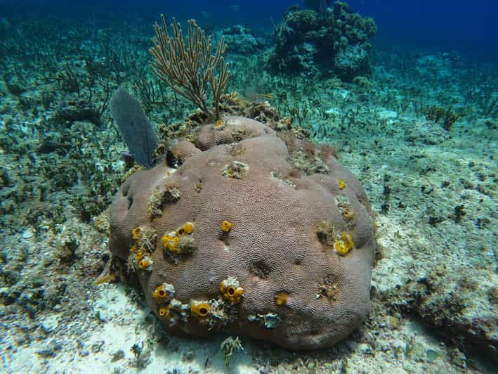 Snorkel Along the Coast With Chivis Del Mar. - Key Points