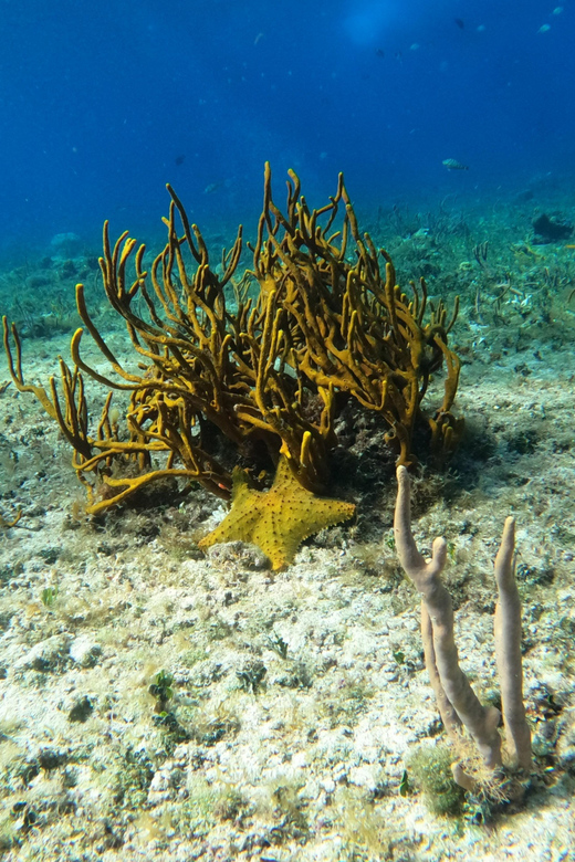 Snorkel Along the Coast With Chivis Del Mar. - Important Information