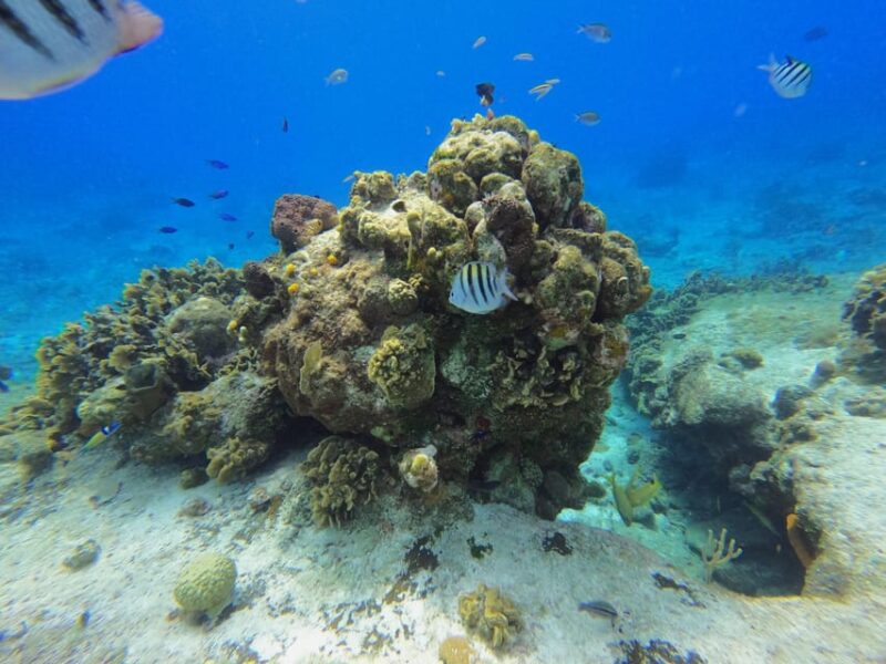 Snorkel Along the Coast With Chivis Del Mar. - Safety and Restrictions