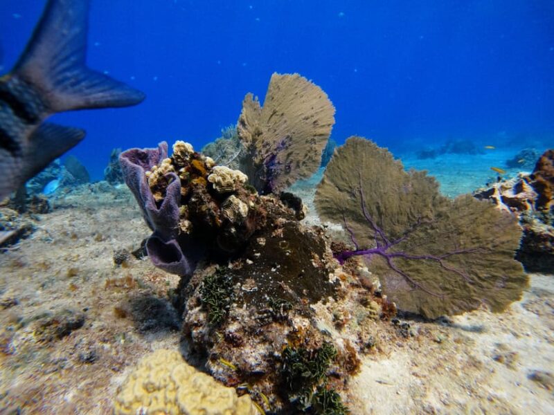 Snorkel Along the Coast With Chivis Del Mar. - Local Company Experience