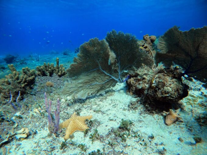 Snorkel Along the Coast With Chivis Del Mar. - Souvenir Photos