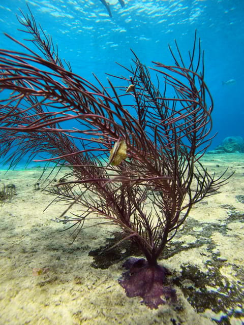 Snorkel Along the Coast With Chivis Del Mar. - Shore Excursion Option