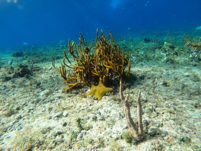 Snorkel Along the Coast With Chivis Del Mar. - Availability and Booking