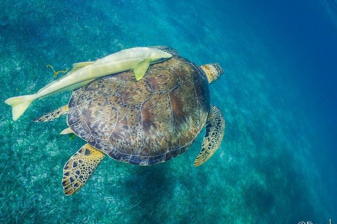 Snorkel Boat Tour in Search of Turtles - Meeting and Pickup Details