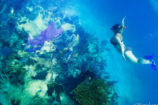 Snorkel Boat Tour in Search of Turtles - Traveler Reviews