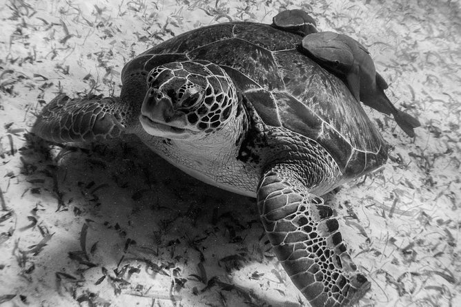 Snorkel Boat Tour in Search of Turtles - Participant Eligibility